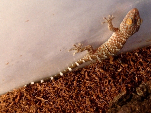 young tokay