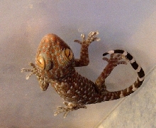 young tokay