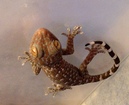 young tokay