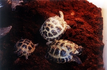 my tortoises