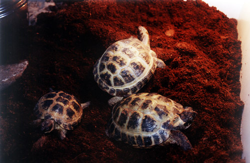 my tortoises