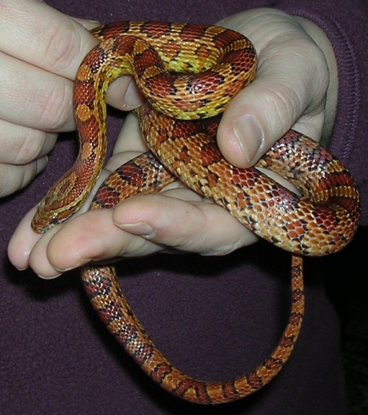 Kuba - male corn snake