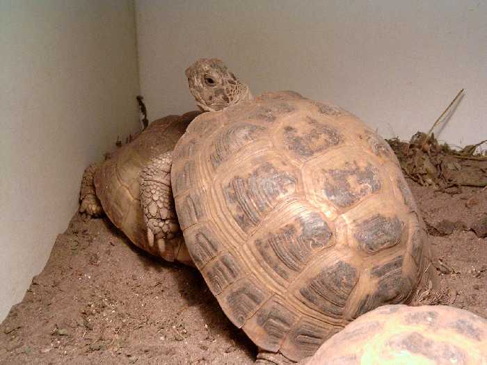 My first tortoise.