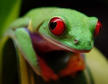 Red Eyed Tree Frog