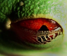 eyelid