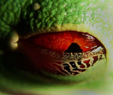 eyelid