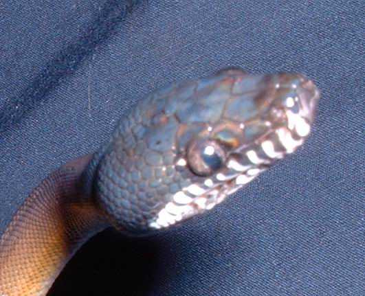 White-lipped python