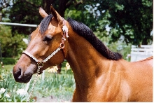 WES Satin N Spice