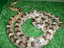 Anery Female Corn with yellow