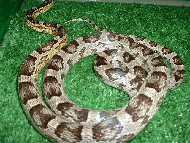 Anery Female Corn with yellow