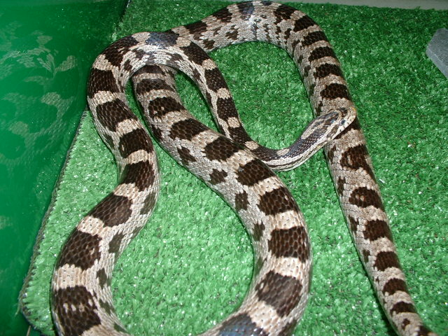 Anery Female Corn