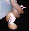 White-lipped python