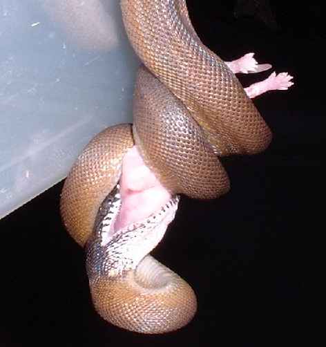 White-lipped python