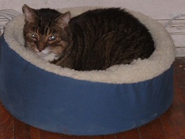 Goalie in nest bed