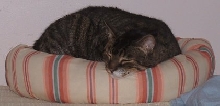 Goalie in her favorite donut bed