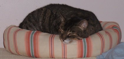 Goalie in her favorite donut bed