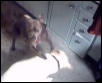 Blue & Charlie Playing