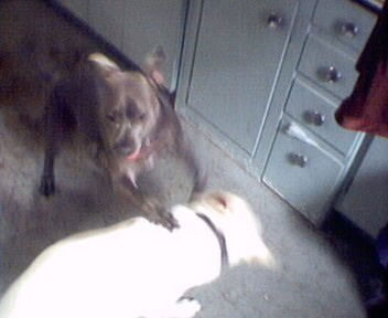 Blue & Charlie Playing