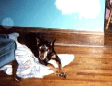 Brutus