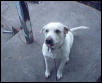 Charlie Sticking His Tounge Out