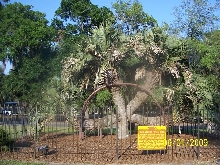 4 headed palm