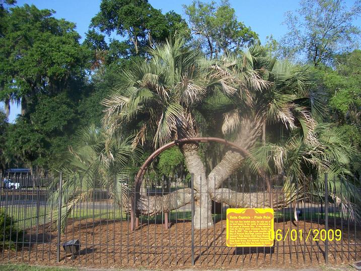 4 headed palm