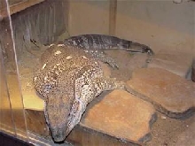 Al