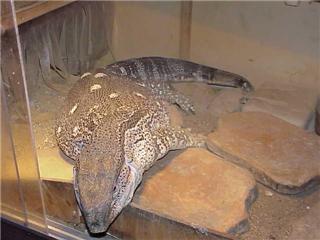 Al