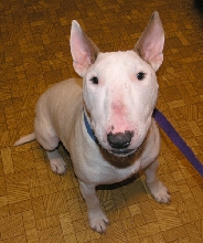 Chico1