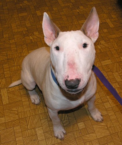 Chico1