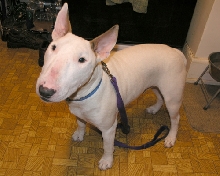 Chico2