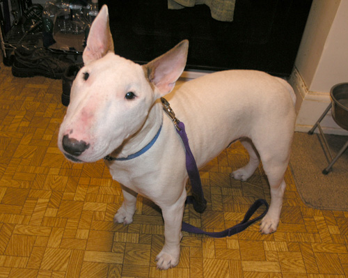 Chico2