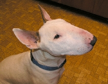 Chico3