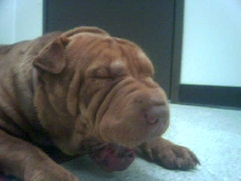 Dinah