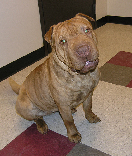 Dinah looking dorkie