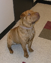 Dinah