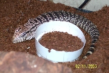 Extreme tegu