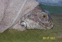 Lumpy April