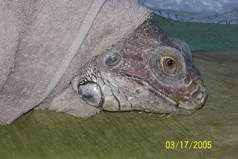 Lumpy April