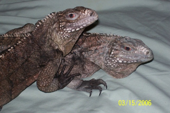rock pair