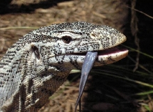 Nile tongue