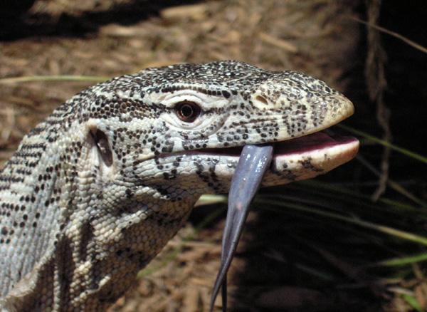 Nile tongue