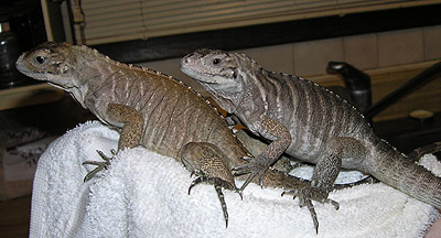 Virgo on the right, Nivea on the left