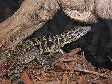 Gold Tegu