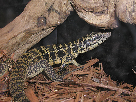 Gold Tegu