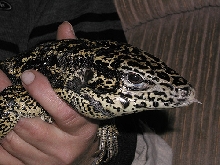 Gold Tegu-adult