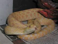Bullsnake