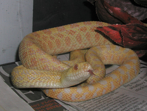 Bullsnake
