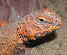 Rescue Uro