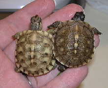 Box turtle babies